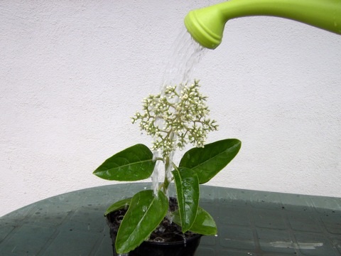 Programant amb S4A (Scratch per Arduino) - Imagen 2